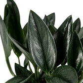 Detailaufnahme des Laubs von Scindapsus treubii 'Dark Form' mit dicken, dunklen Blättern und glatter, glänzender Oberfläche