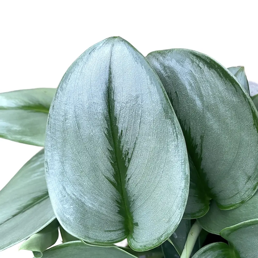 Scindapsus treubii 'Moonlight' leaf close-up on white background.