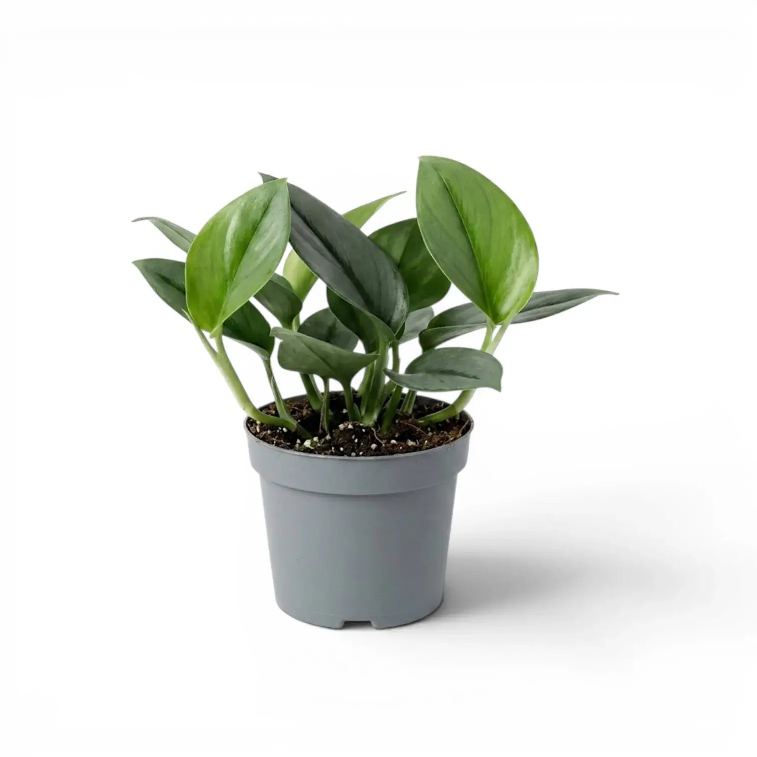 Scindapsus treubii Moonlight plant in a nursery pot