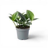 Scindapsus treubii Moonlight plant in a nursery pot.