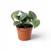 Scindapsus treubii Moonlight plant in a nursery pot.