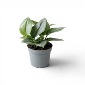 Scindapsus treubii Moonlight plant in a nursery pot.