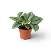 Scindapsus treubii Moonlight plant in a nursery pot.