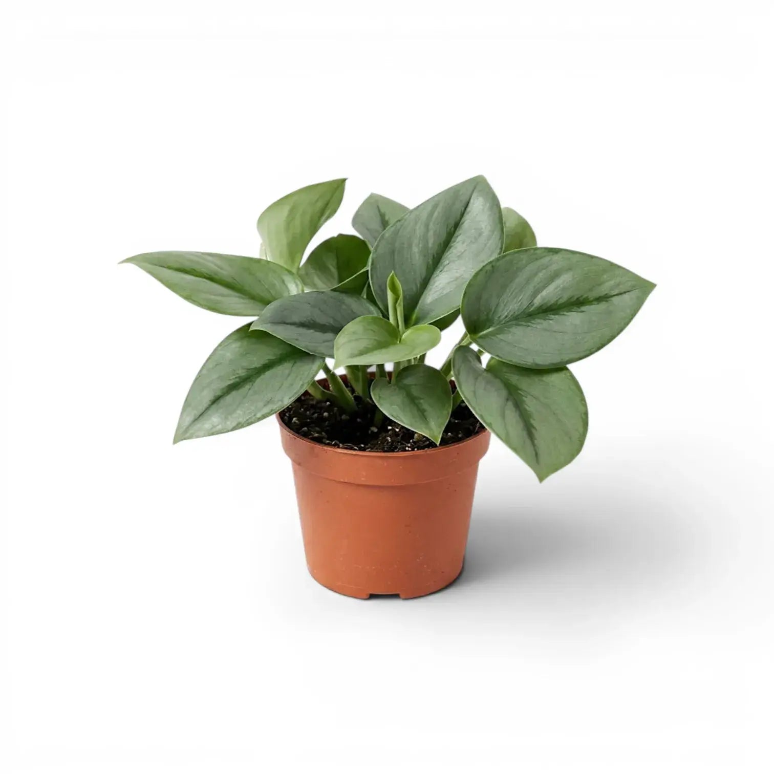 Scindapsus treubii Moonlight plant in a nursery pot.