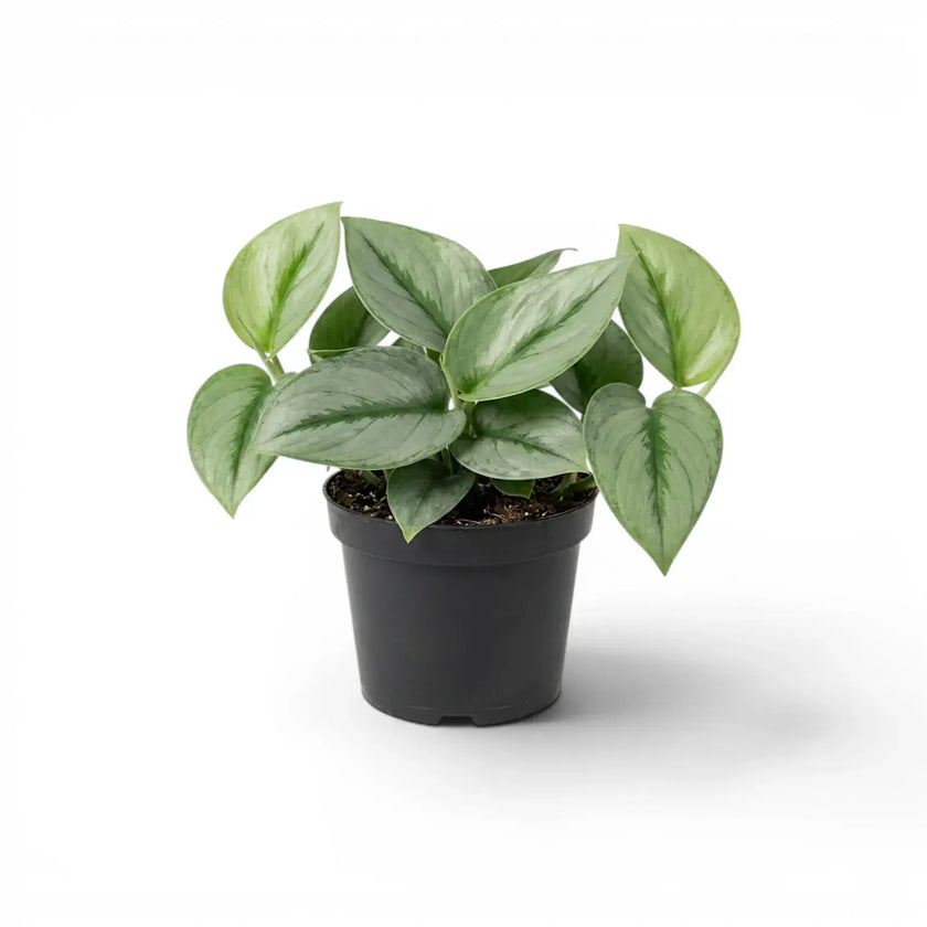Scindapsus treubii Moonlight plant in a nursery pot.