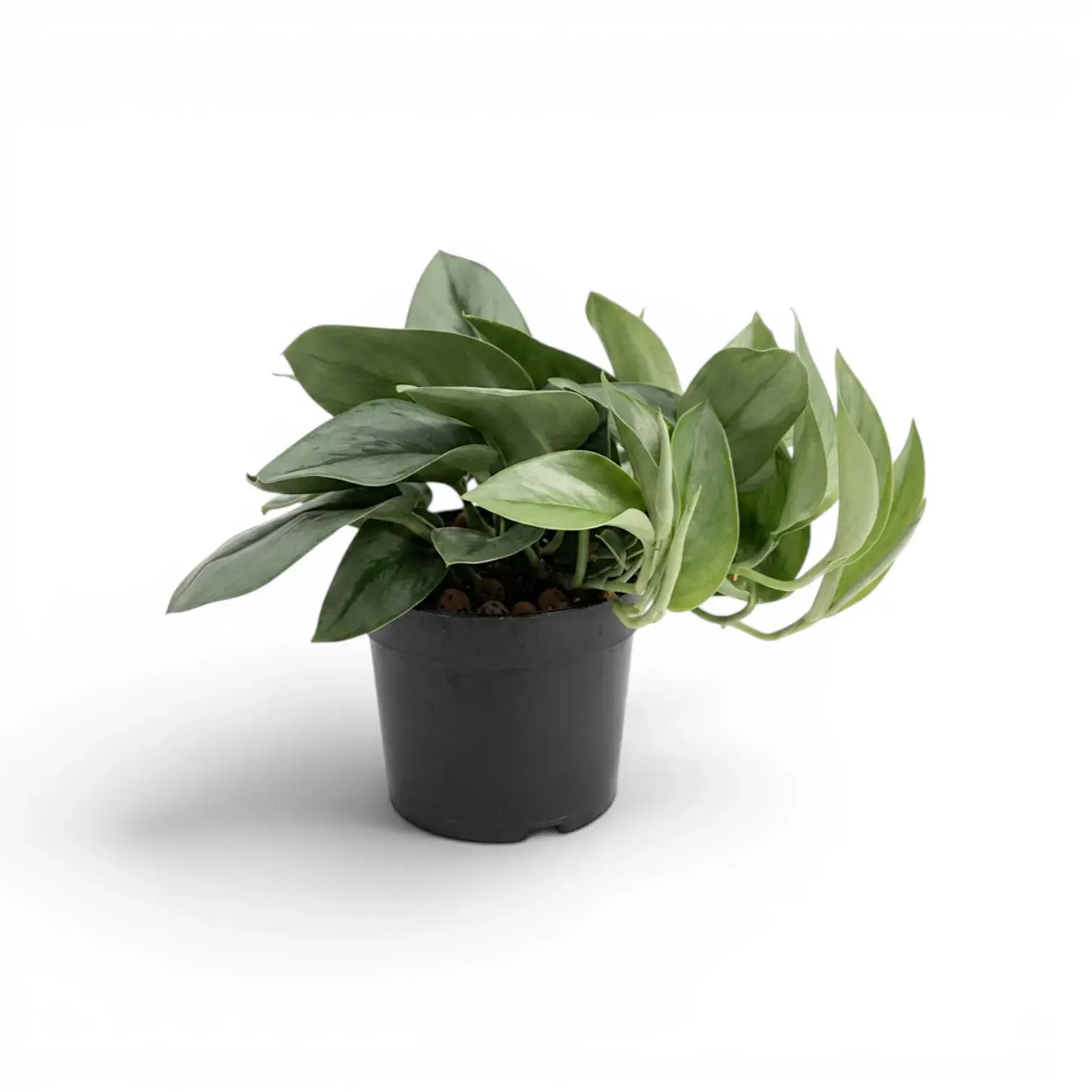 Scindapsus treubii Moonlight plant in a nursery pot.