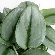 Scindapsus treubii Moonlight foliage close-up with silvery green leaves.
