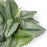 Scindapsus treubii Moonlight foliage close-up with silvery green leaves.