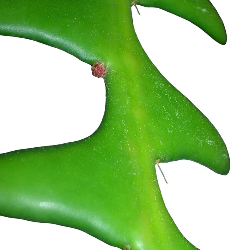 Selenicereus anthonyanus leaf close-up on white background.