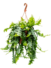 Selenicereus anthonyanus potted plant in nursery pot on white background.