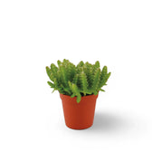 Selenicereus undatus potted plant in nursery pot on white background.