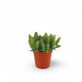 Selenicereus undatus potted plant in nursery pot on white background.
