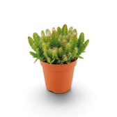 Compact baby Selenicereus undatus cactus in a terracotta nursery pot