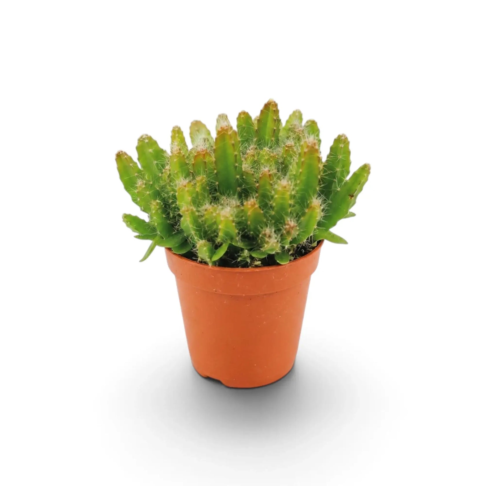 Compact baby Selenicereus undatus cactus in a terracotta nursery pot