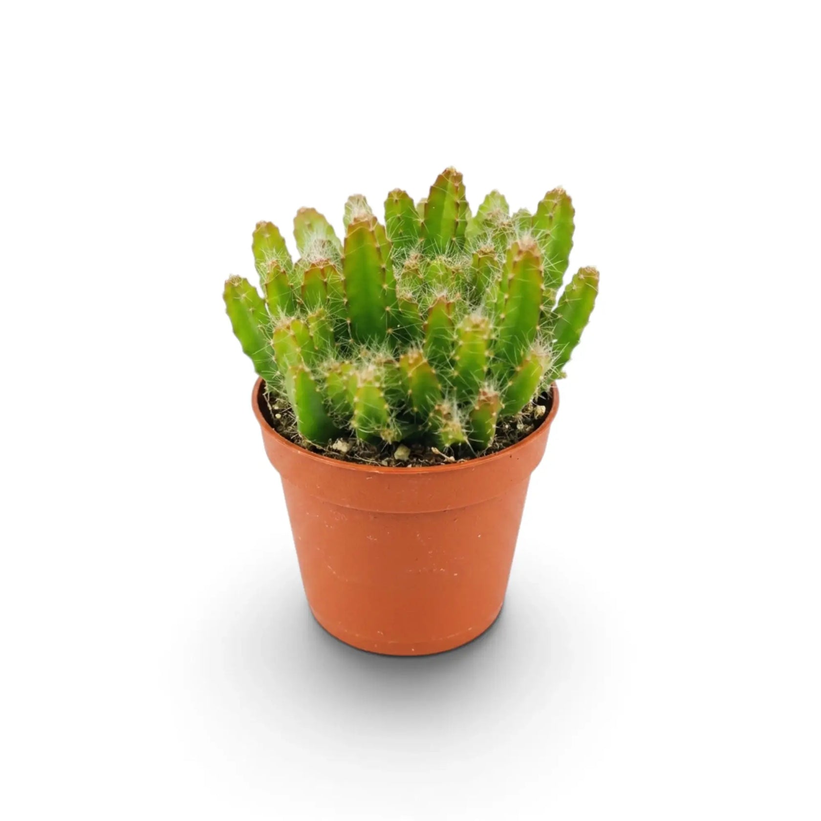 Baby Selenicereus undatus cactus with clustered upright stems in a terracotta pot