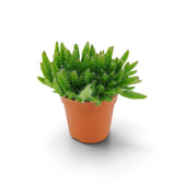 Dense baby Selenicereus undatus cactus in a terracotta nursery pot