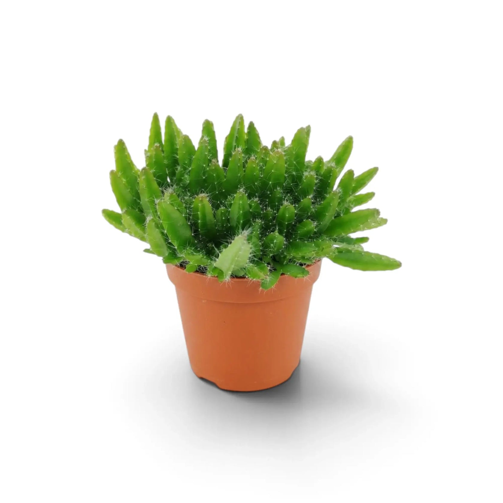 Dense baby Selenicereus undatus cactus in a terracotta nursery pot