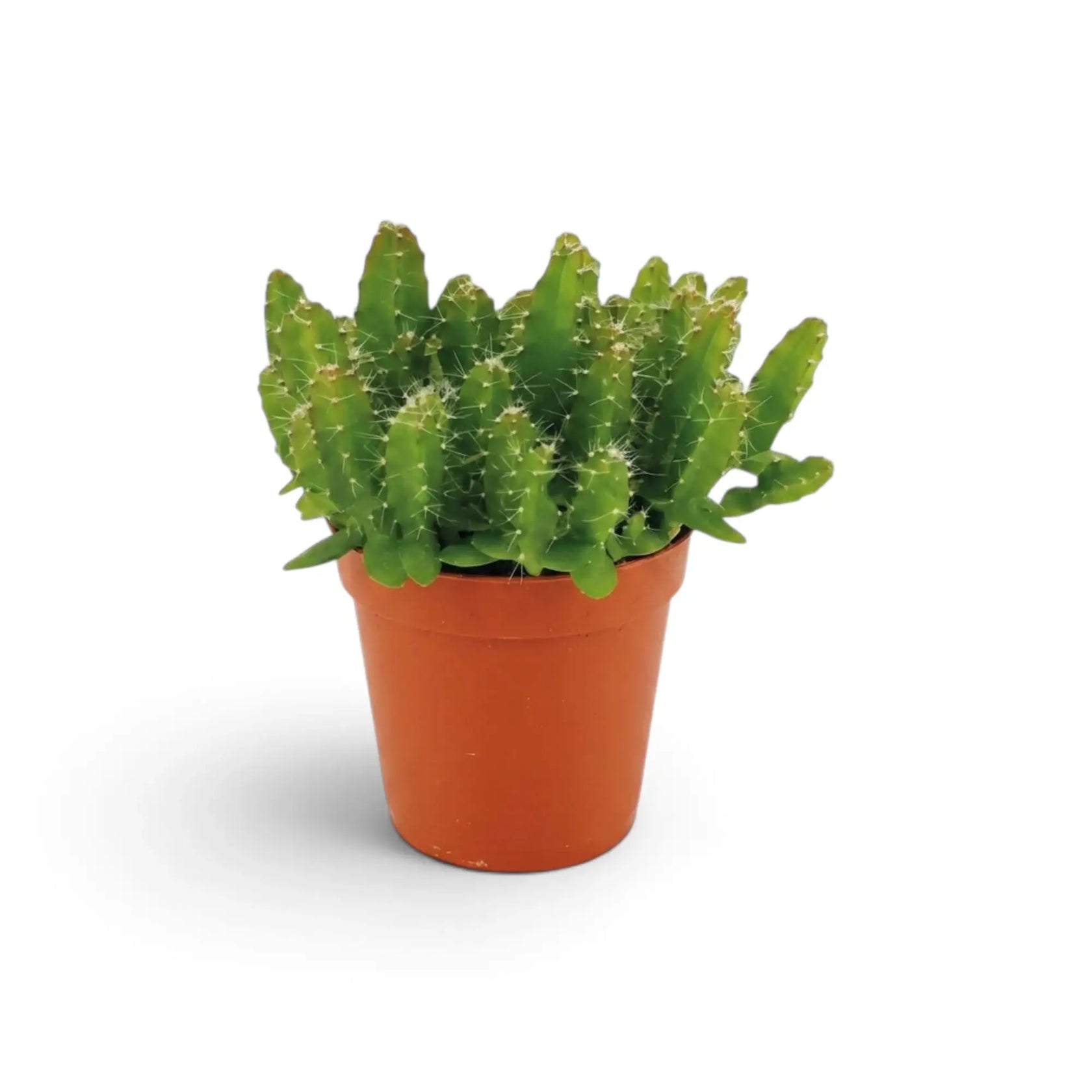 Baby Selenicereus undatus cactus in a terracotta pot, front view