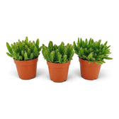Three baby Selenicereus undatus cacti in terracotta nursery pots