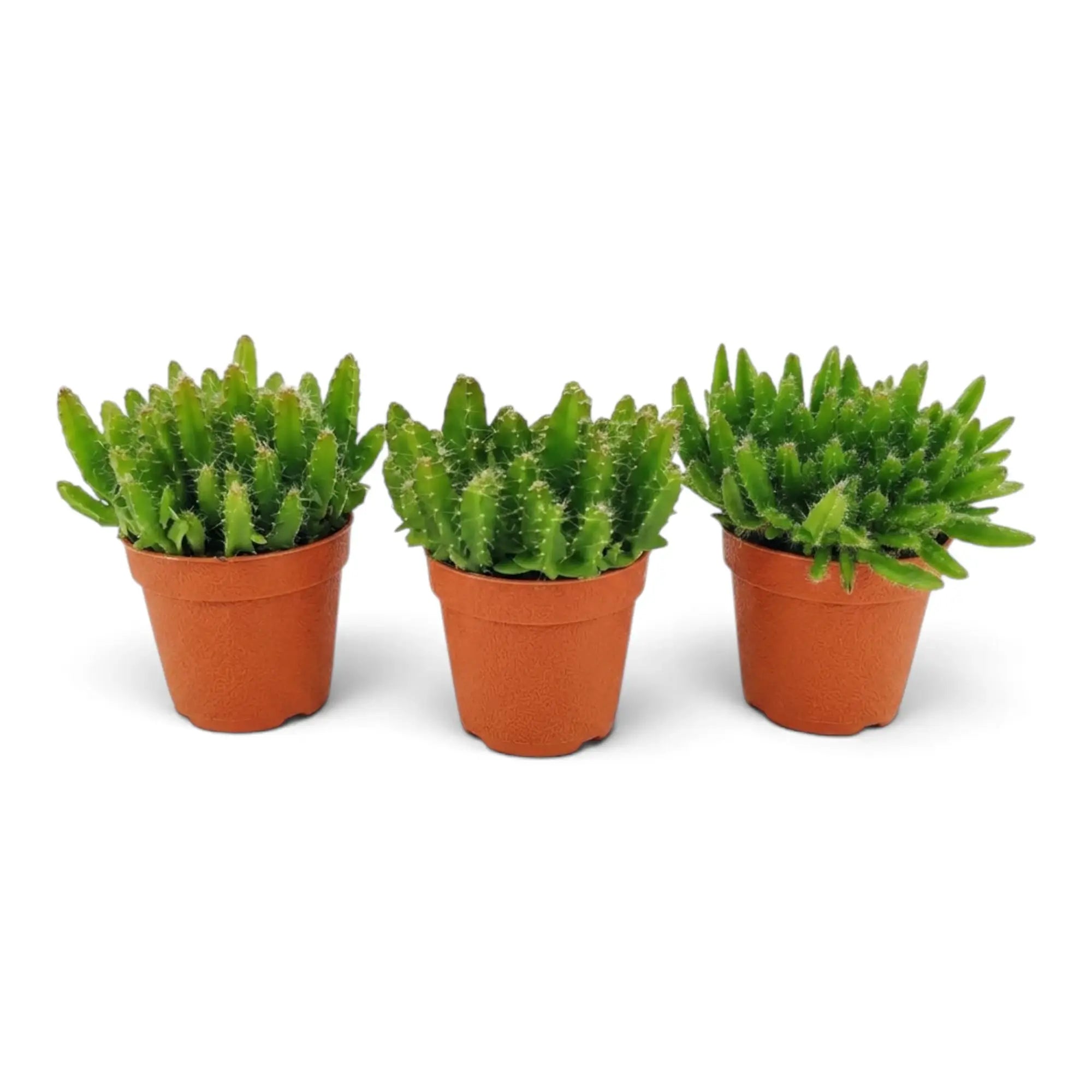 Three baby Selenicereus undatus cacti in terracotta nursery pots