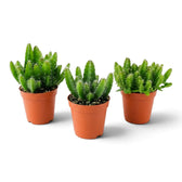 Group of three baby Selenicereus undatus cacti with upright stems