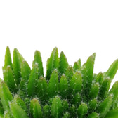 Close-up of ribbed green Selenicereus undatus cactus stems