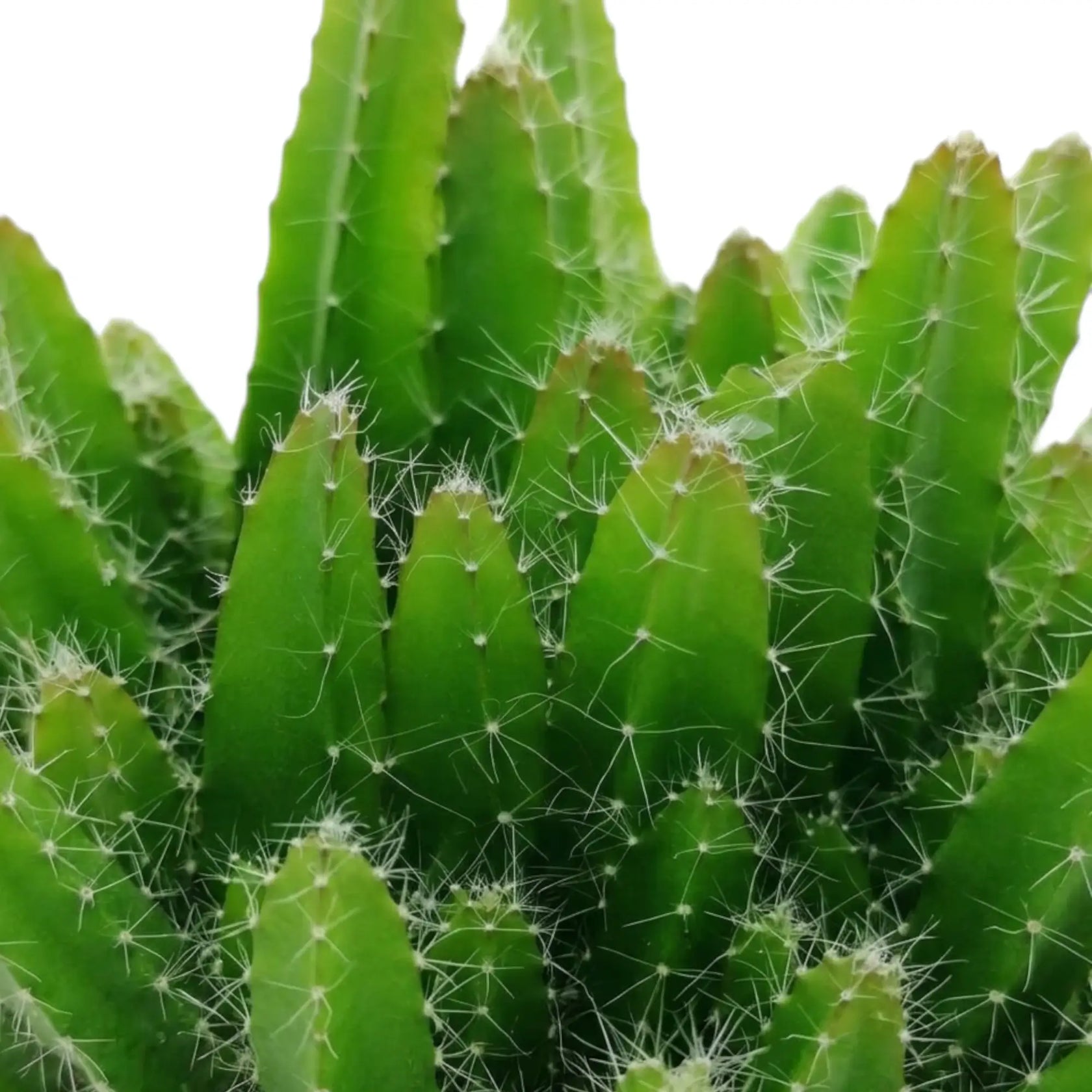 Macro view of Selenicereus undatus stems, ribs and fine white spines