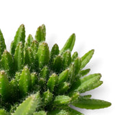 Close-up of green Selenicereus undatus stems with fine spines