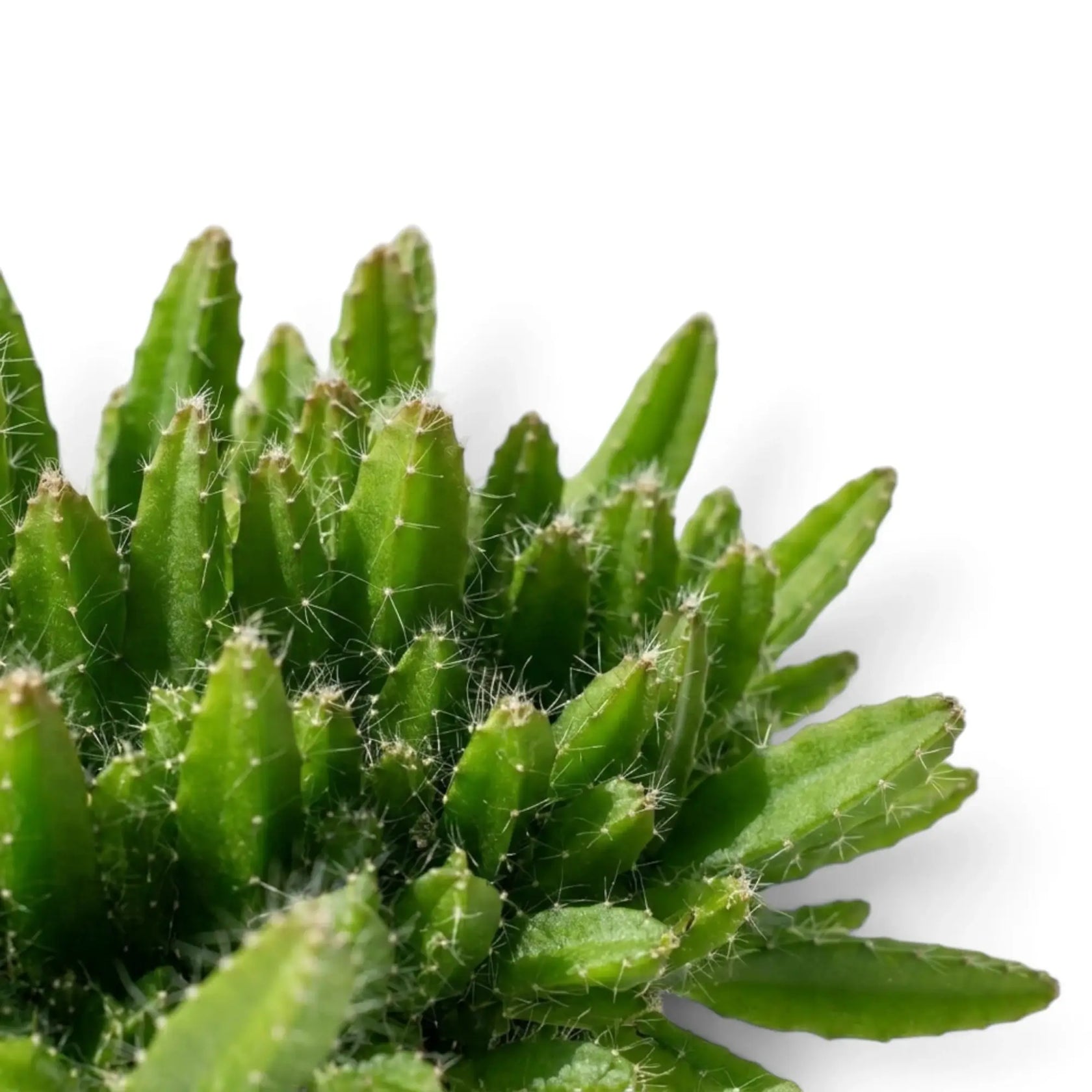Close-up of green Selenicereus undatus stems with fine spines