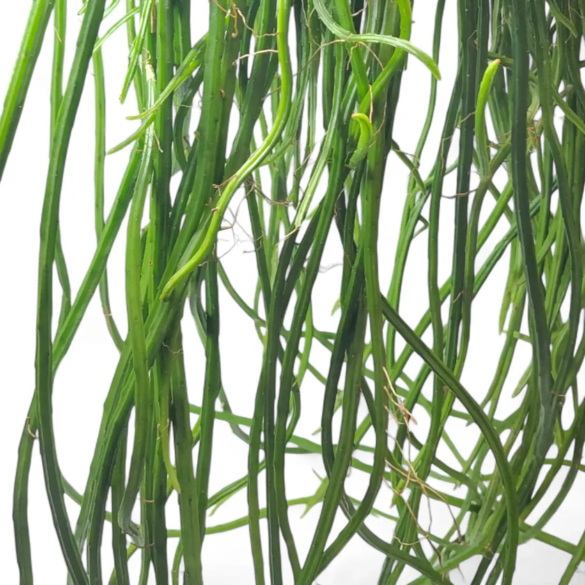 Selenicereus wercklei leaf detail on white background.
