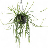 Selenicereus wercklei potted plant in nursery pot on white background.