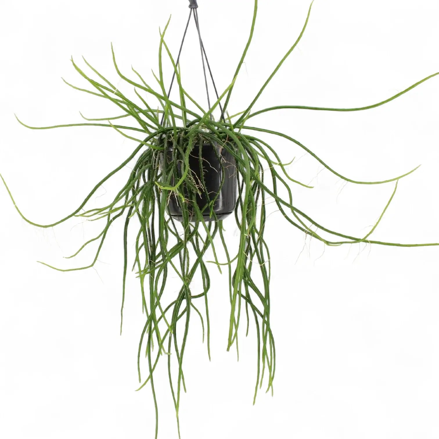 Selenicereus wercklei potted plant in nursery pot on white background.