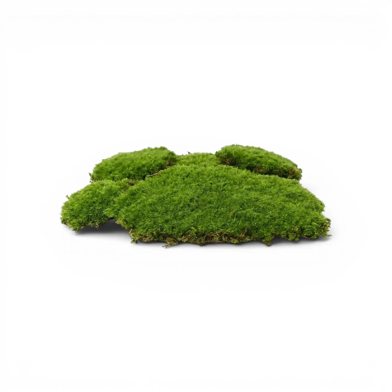 Green moss sheets on a white background