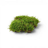Green living moss sheet on a white background