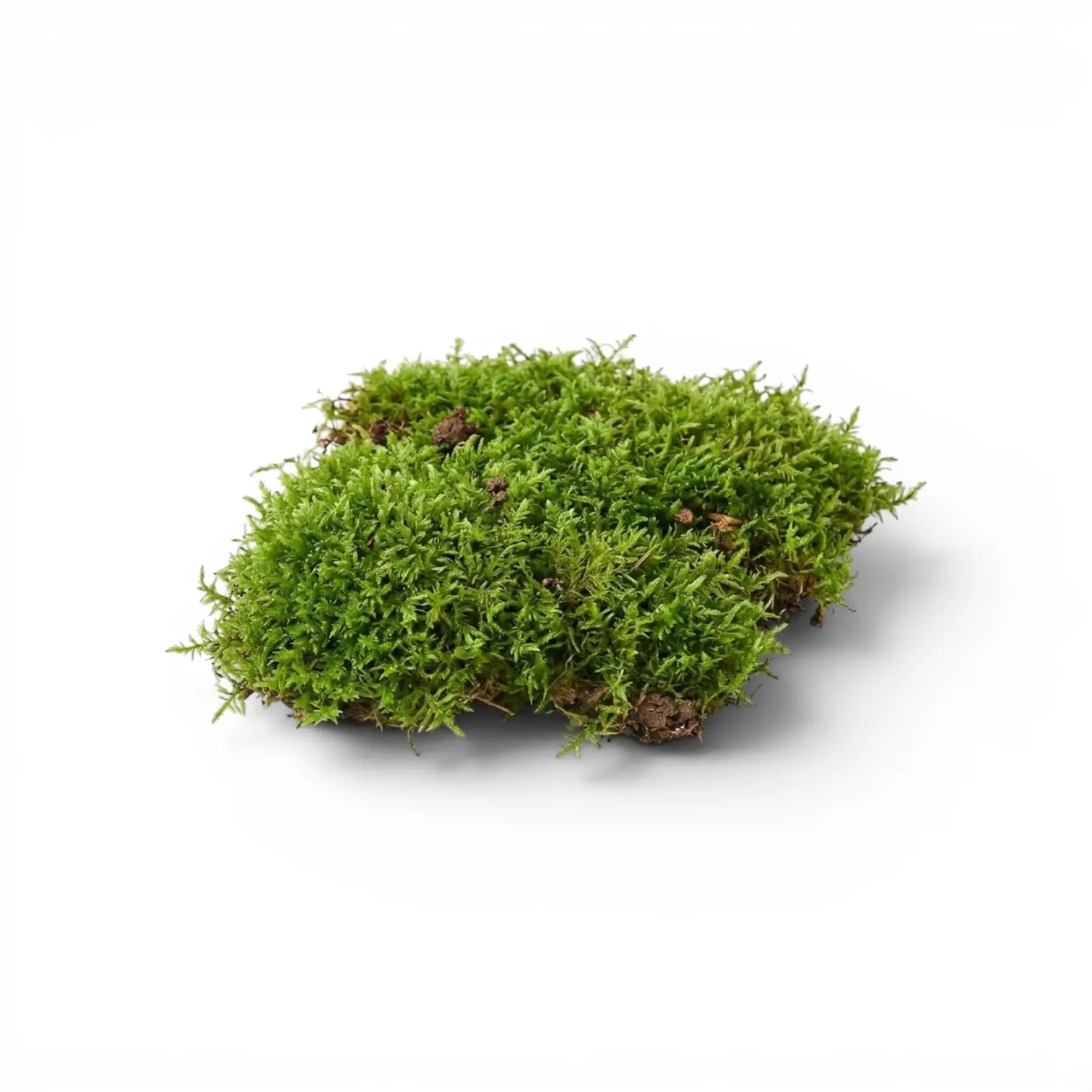 Green living moss sheet on a white background