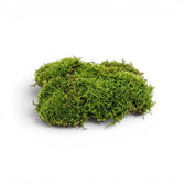 Green moss on a white background