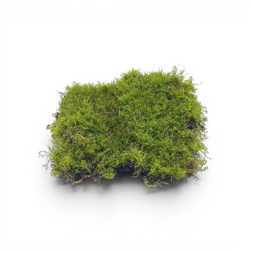 Patch of green moss on a white background