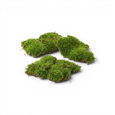 Four green moss sheets on a white background