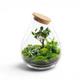 Glass terrarium with plants, sheet moss and a cork lid on a white background