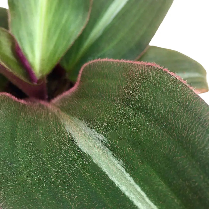 Siderasis fuscata close-up of leaf on white background.