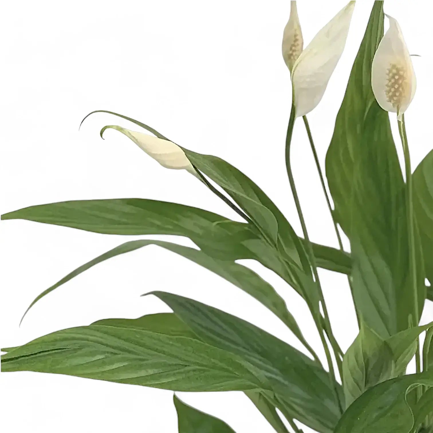 Spathiphyllum 'Alana' – Blattdetail vor weißem Hintergrund..