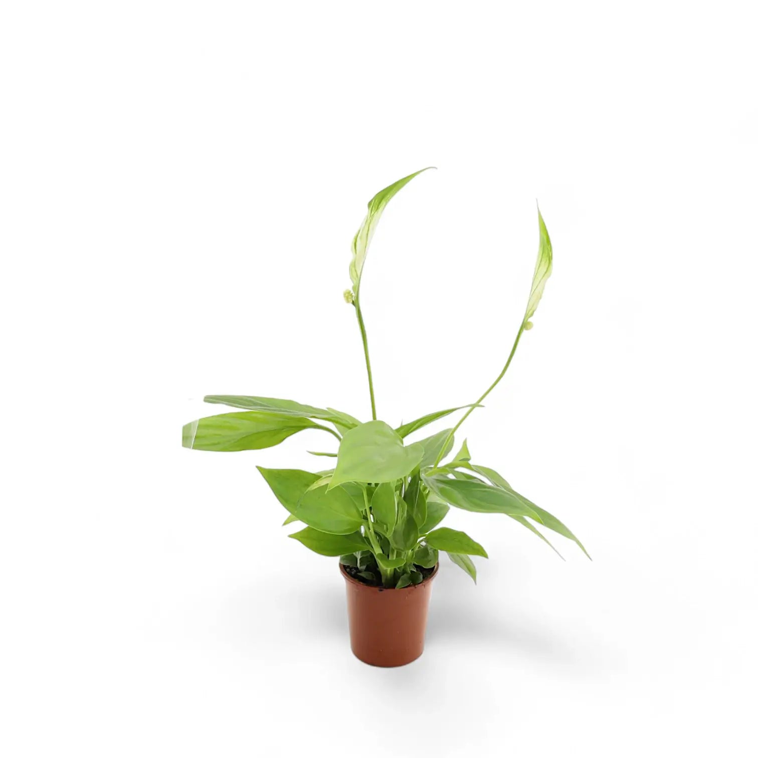 Spathiphyllum 'Alana' Zimmerpflanze im Anzuchttopf vor weißem Hintergrund, Produktfoto 2.
