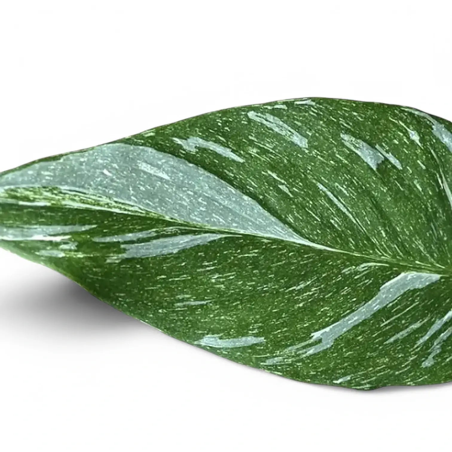 Nahaufnahme eines Blatts von Spathiphyllum 'Diamond' vor weißem Hintergrund.