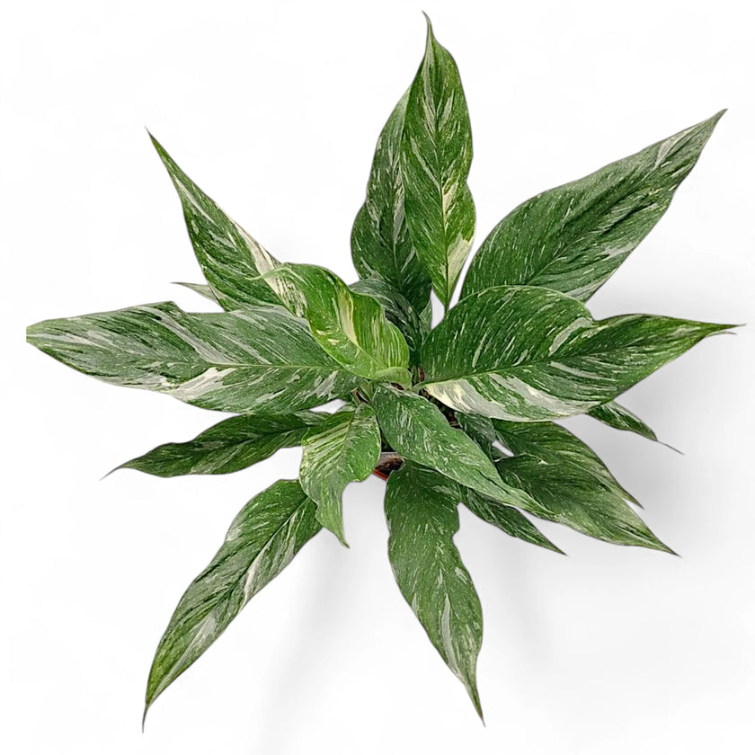 Spathiphyllum 'Diamond' potted plant in nursery pot on white background.