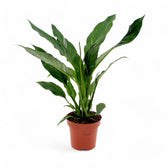 Spathiphyllum 'Diamond' – Zimmerpflanze im Kulturtopf auf weißem Hintergrund, Produktfoto 5.