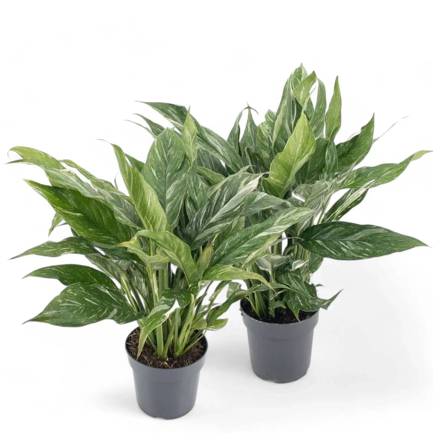 Spathiphyllum 'Diamond' – Zimmerpflanze im Kulturtopf auf weißem Hintergrund, Produktfoto 6.