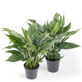 Spathiphyllum 'Diamond' – Zimmerpflanze im Kulturtopf auf weißem Hintergrund, Produktfoto 6.