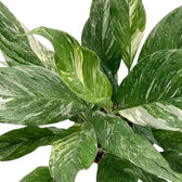 Spathiphyllum 'Diamond' von oben mit überlappenden grünen Blättern, die weiß marmoriert und gestreift sind.