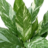 Nahaufnahme aufrechter, spitz zulaufender grüner Blätter von Spathiphyllum 'Diamond' mit unregelmäßigen weißen Streifen.