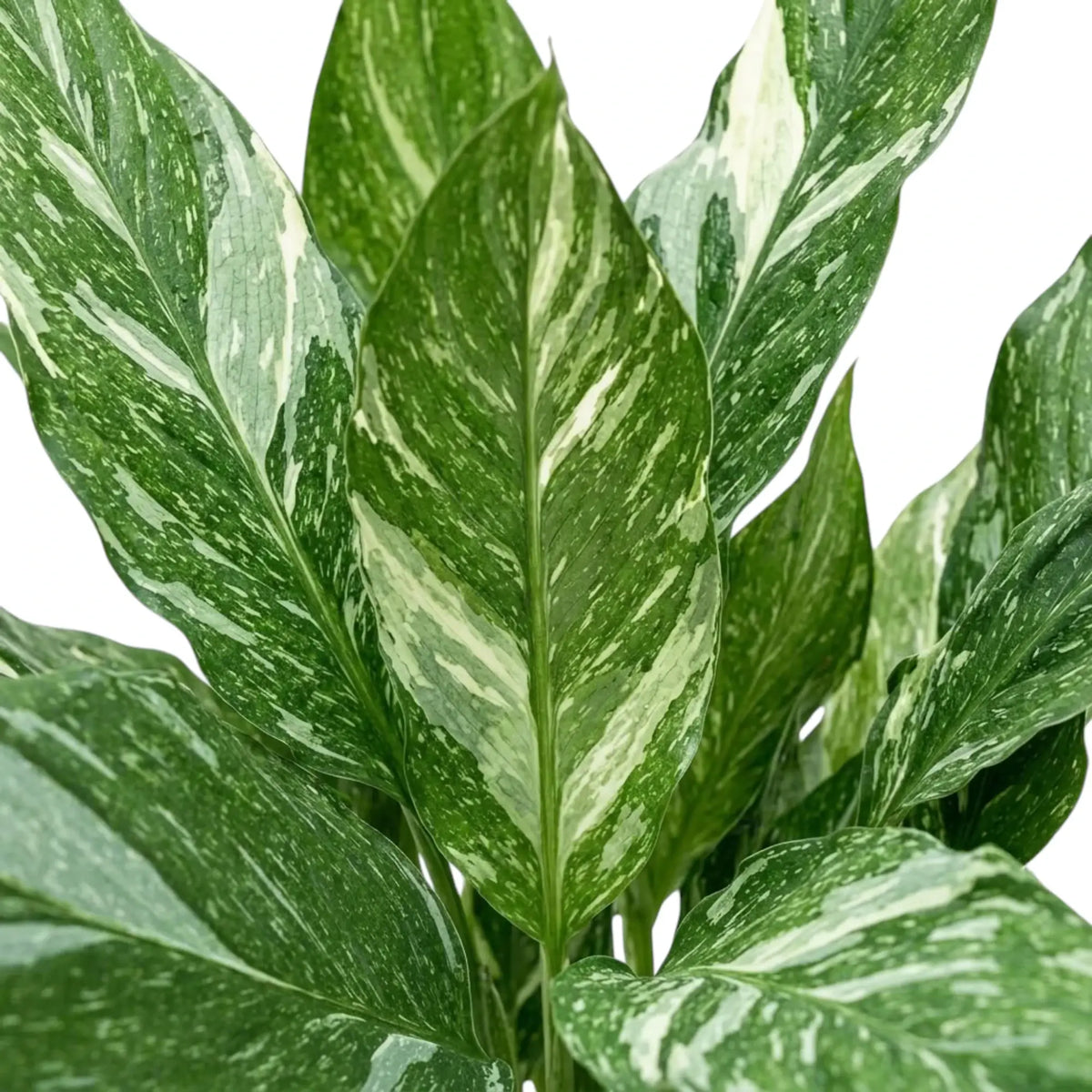 Nahaufnahme aufrechter, spitz zulaufender grüner Blätter von Spathiphyllum 'Diamond' mit unregelmäßigen weißen Streifen.